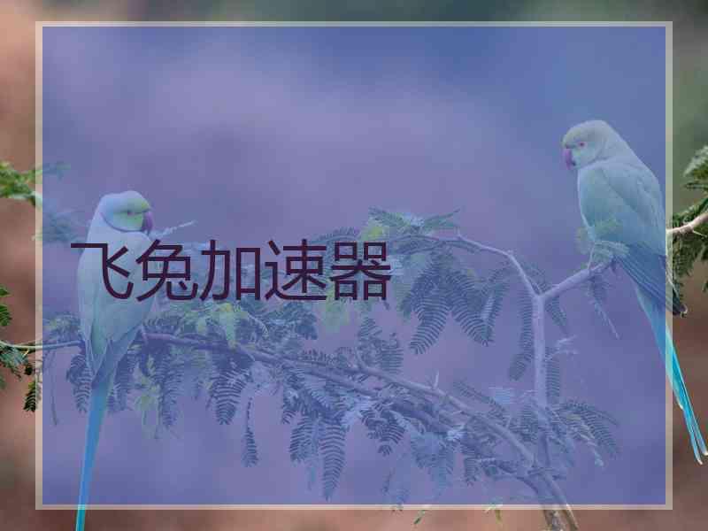 飞兔加速器