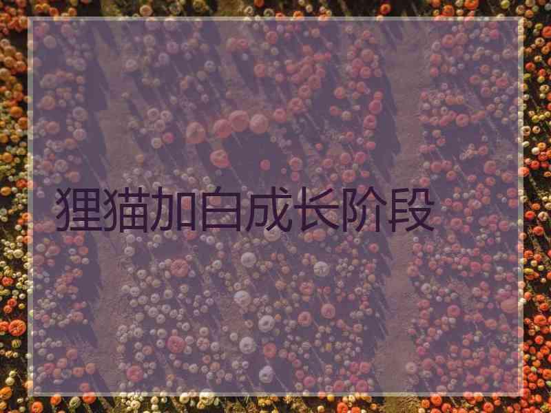 狸猫加白成长阶段