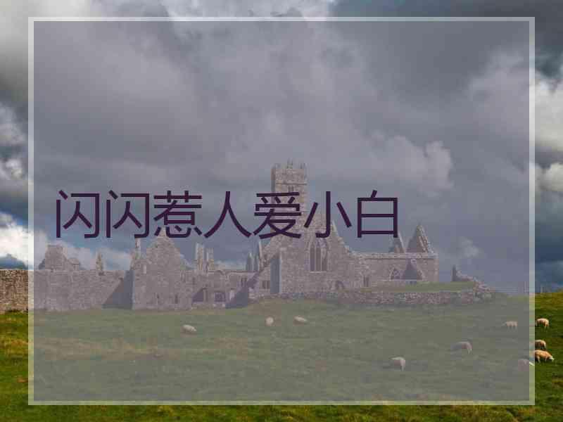 闪闪惹人爱小白