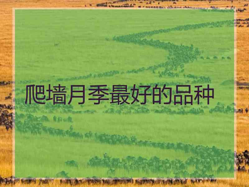爬墙月季最好的品种