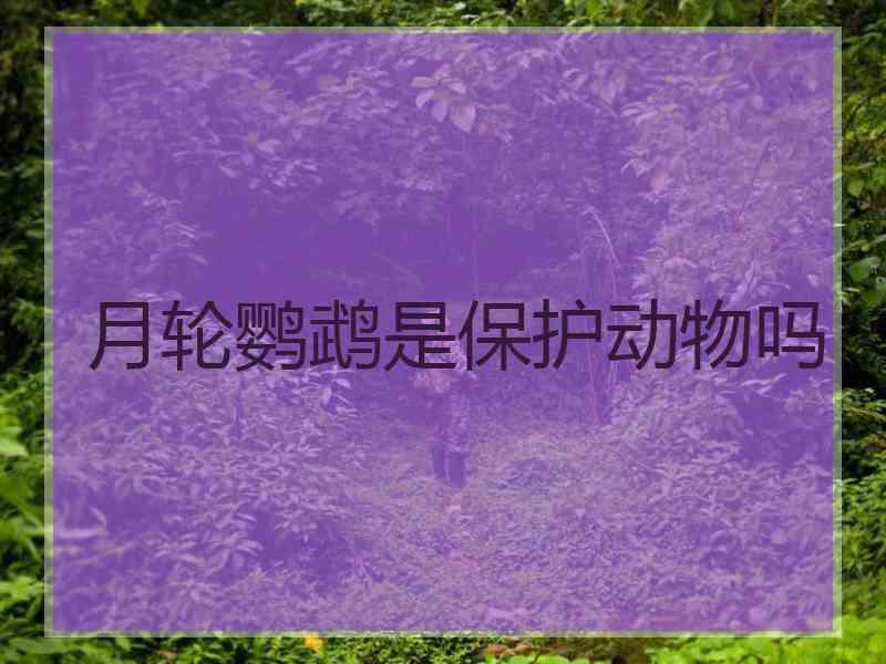 月轮鹦鹉是保护动物吗