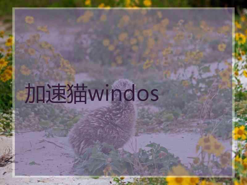 加速猫windos