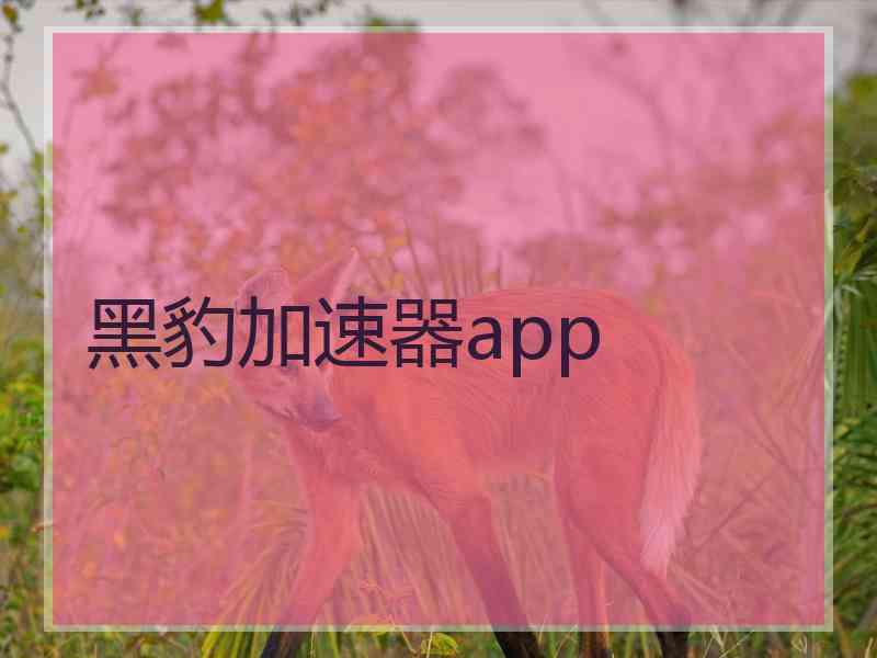 黑豹加速器app